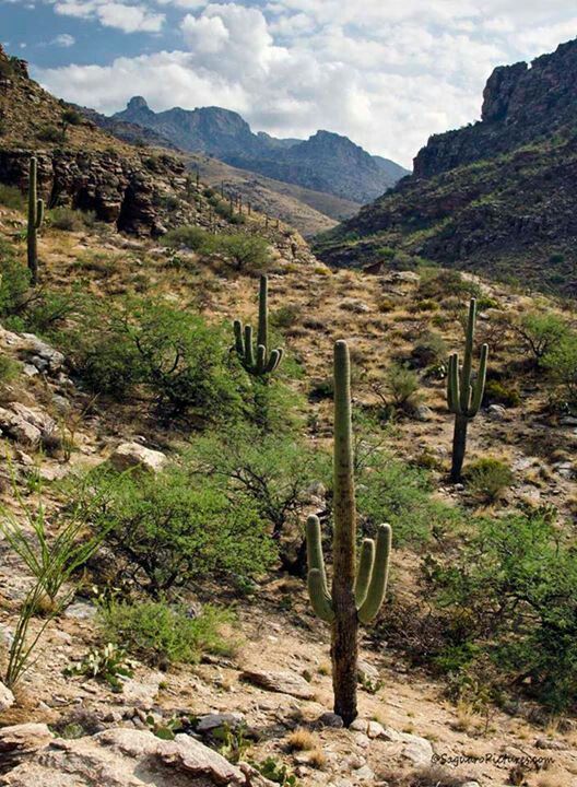 international moving tucson arizona